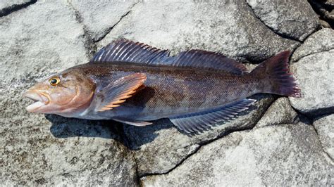 愛魚|アイナメ 【鮎並】旬の時期や食べ方、生態、おすす。